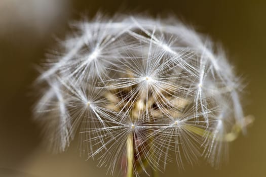 Close view detail of a dry dandelion flower.