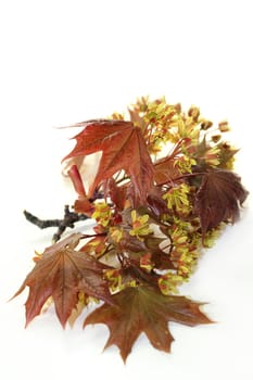 a maple branch with leaves and blossoms