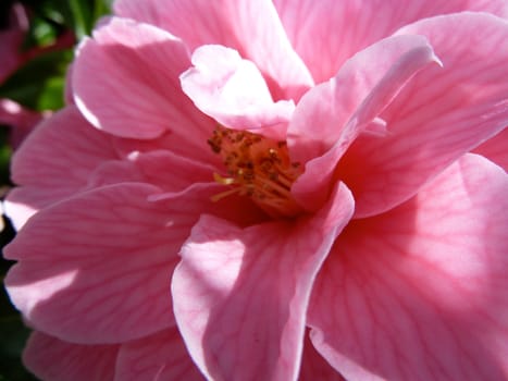 pink flower stamens close up