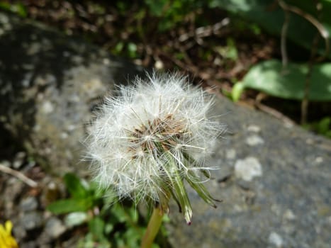 dandelion seed head as a background