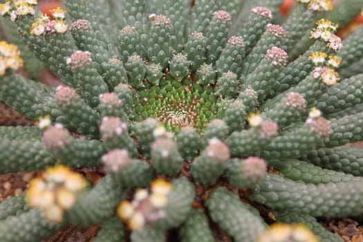 euphorbia caput-medusae