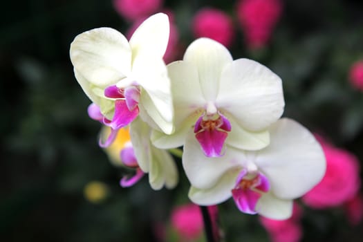 Beautiful orchid - phalaenopsis