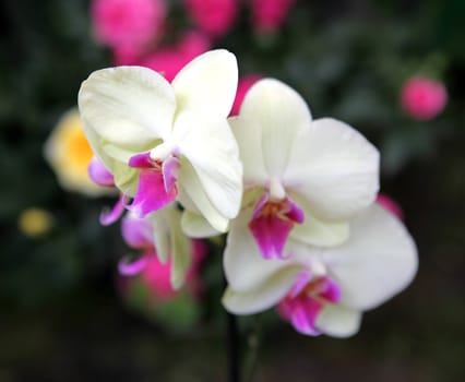 Beautiful orchid - phalaenopsis