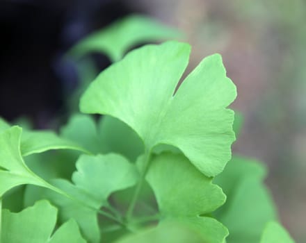 Close-up on Ginkgo Biloba tree
