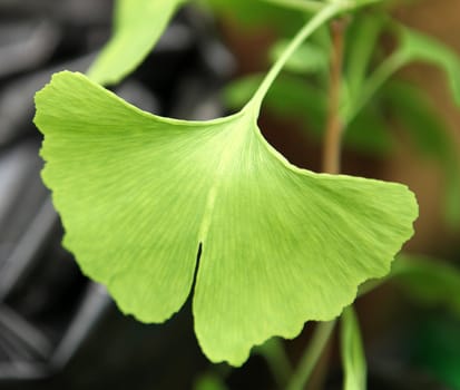 Close-up on Ginkgo Biloba tree