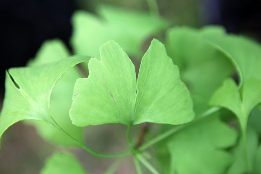 Close-up on Ginkgo Biloba tree