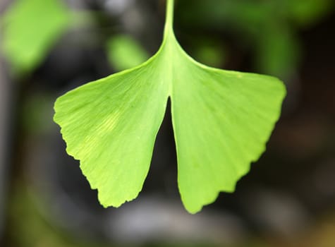 Close-up on Ginkgo Biloba tree