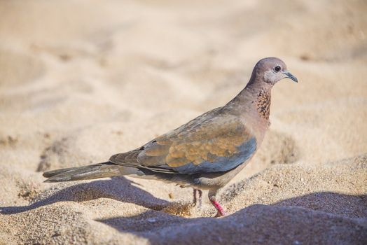 The picture is shot on a beach in Naama Bay, Sharm el Sheik in Egypt a day in April 2013.