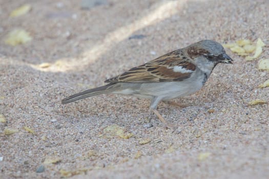 The picture is shot on the beach in Naama Bay, Sharm el Sheik, Egypt a day in April 2013.