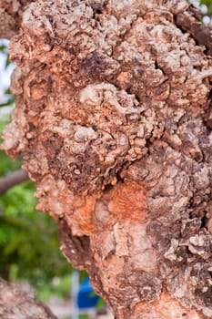 Tree bark, dry parts of the tree.