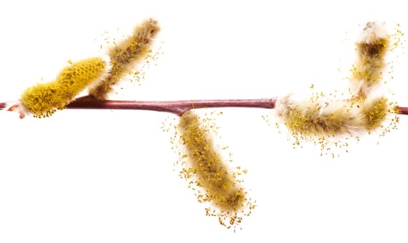 Willow twig.Fluffy willow catkins on a thin twig