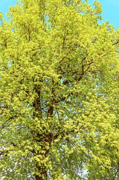 Chestnut tree in spring with blue sky and bright sun