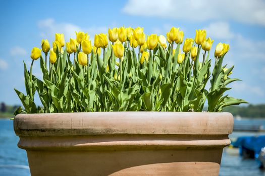 clay pot with yellow flowers in the sun and blue sky with clouds in Chiemgau, Germany