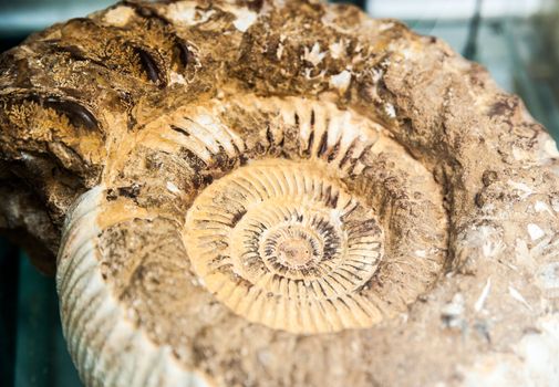 whirls of an ammonite fossil