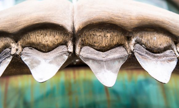 fossilized sharp, ancient shark teeth