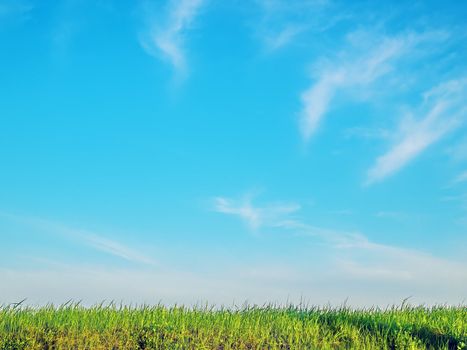 Green grass, sky on a day with sun