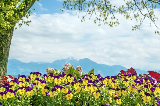 Pansies at the Chiemsee Alps in the background with bright sun