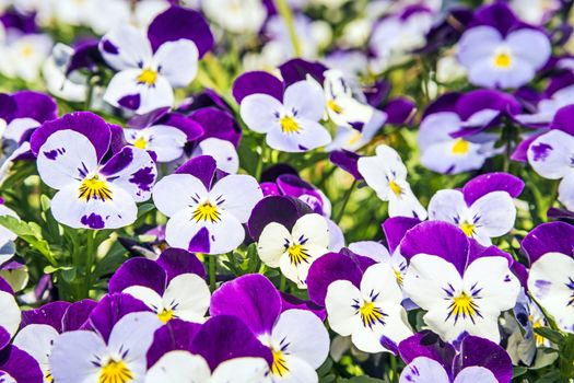 Viola altaica in garden in sunny spring