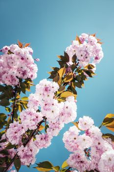 Branch of a Prunus yedoensis with blossoms and blue sky