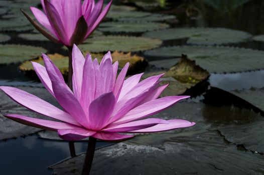 Nimphaea in Toba Lake. North Sumatra, Indonesia.