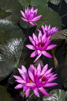 Nimphaea in Lake Toba. North Sumatra, Indonesia.