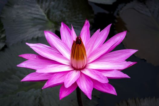 Nimphaea. Samosir Island North Sumatra, Indonesia.