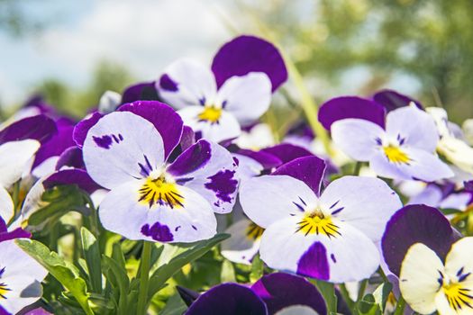 Viola altaica in garden in spring