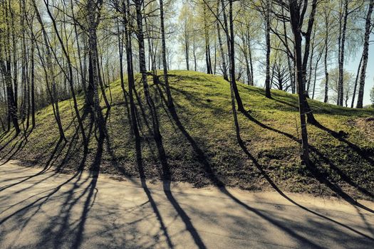 Trees on a hill casting shadows on a road