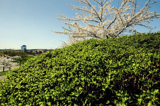 Sakura garden blossom in Vilnius, Lithuania