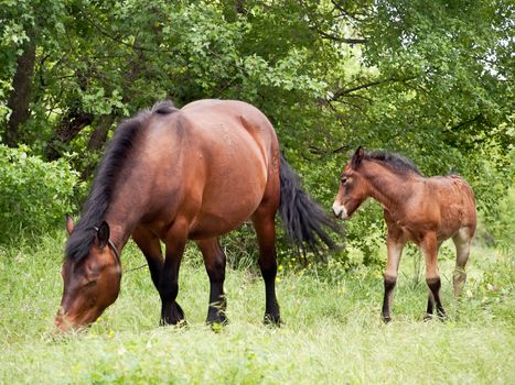 mare and her colt in pasture 