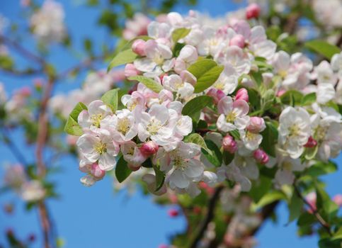 Closeup of a cluster of crab apple blossom in spring