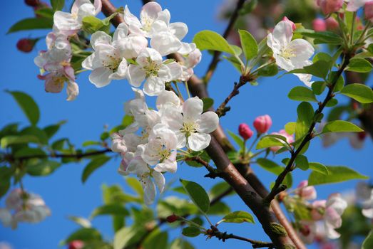 Delicate crab apple blossom on the branch against a blue sky