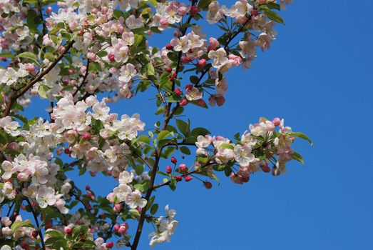Crab apple tree blossoming in spring against a blue sky