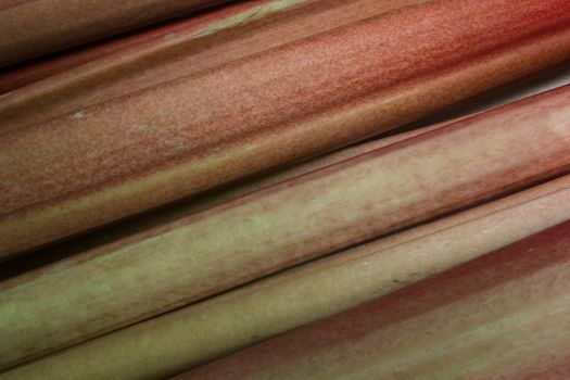 Close-up of Rhubarb