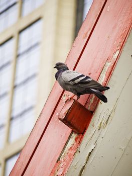 Grey city pigeon on the roof of downtown