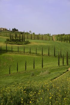 A tipycal landscape in tuscany during spring