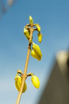 Young Fragile Petals of Sun Forsythia closeup on Blue Sky background