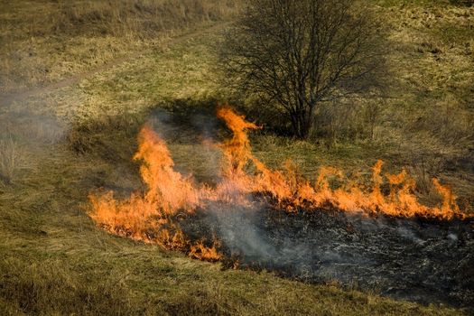 dry last year's grass burning in the spring on the earth   