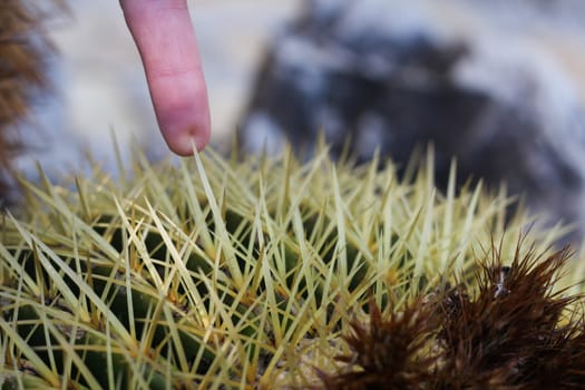 �Finger getting pricked by a cactus thorn