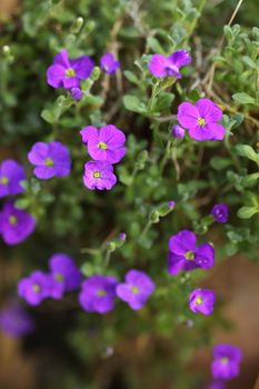 Purple small flower against the blurred background