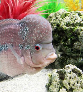 Aquarium Redhead cichlid (Geophagus steindachneri) closeup