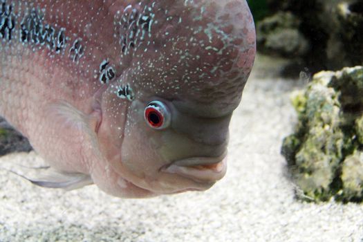 Aquarium Redhead cichlid (Geophagus steindachneri) closeup