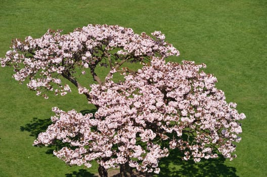 Looking down on Cherry Tree in bloom