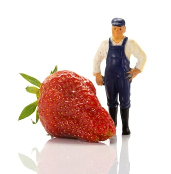 giant strawberrie and the farmer isolated on white