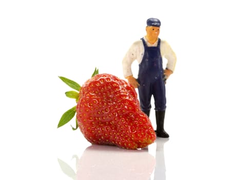giant strawberrie and the farmer isolated on white