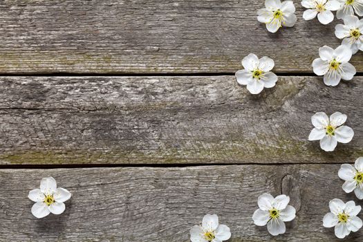 Spring flowers on wooden table. Cherry blossom. Top view 