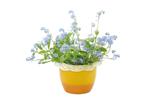 Blue forget-me-not flowers in the yellow pot isolated on white backgrownd