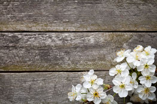 Spring background with cherry flowers on wooden table. Top view