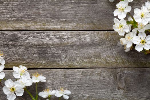 Spring background. Cherry flowers on wooden table. Top view