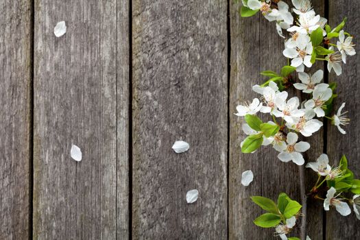 Spring flowers on wooden table background. Plum blossom. Top view 